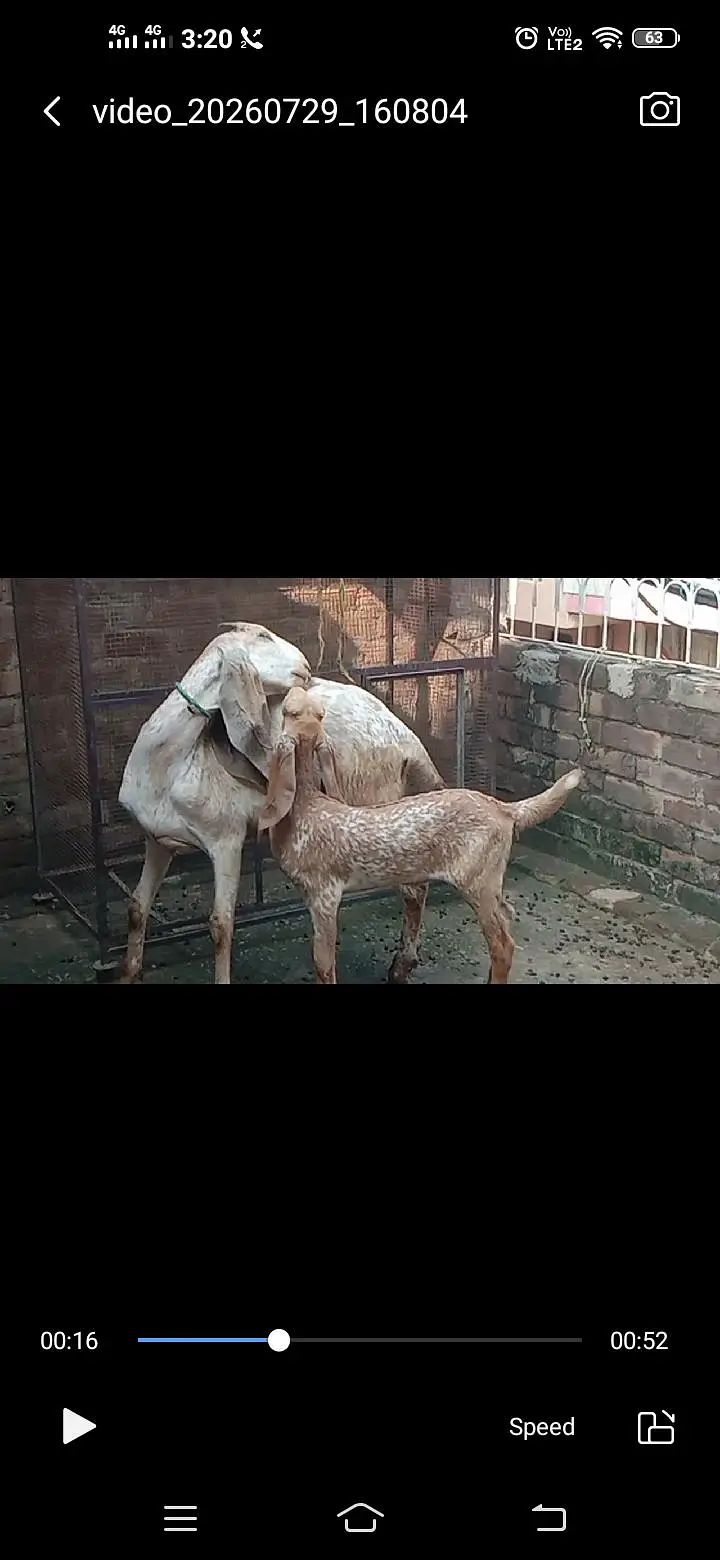 Makhichini top class goat with top class femail kid — photo 9