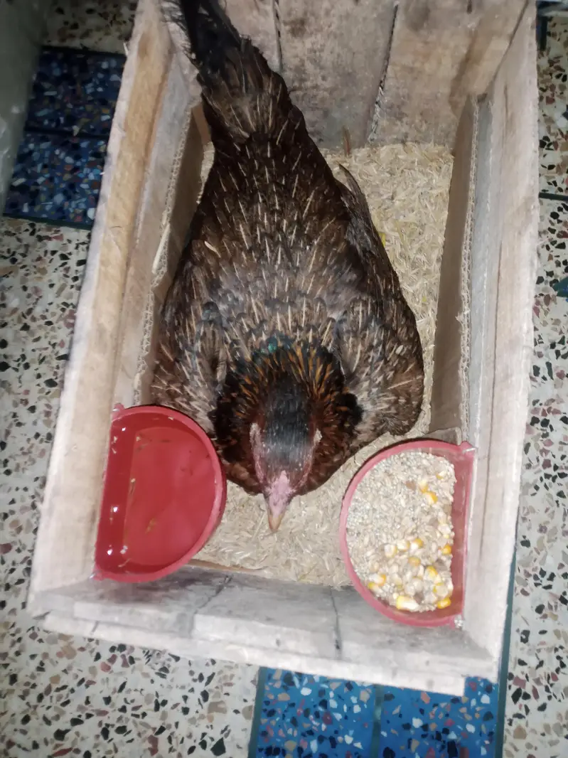 kurak murgiya mianwali only call 03217053818 — photo 2