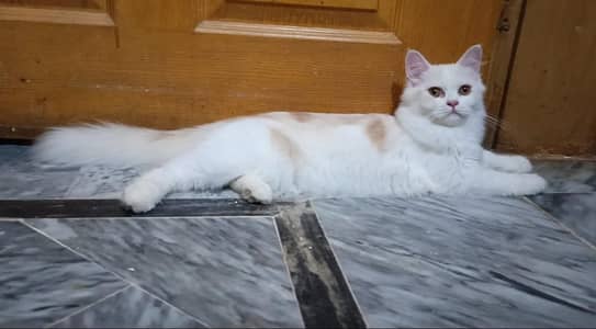 persian kitten/cat/female/triple coat