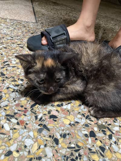 Persian cat