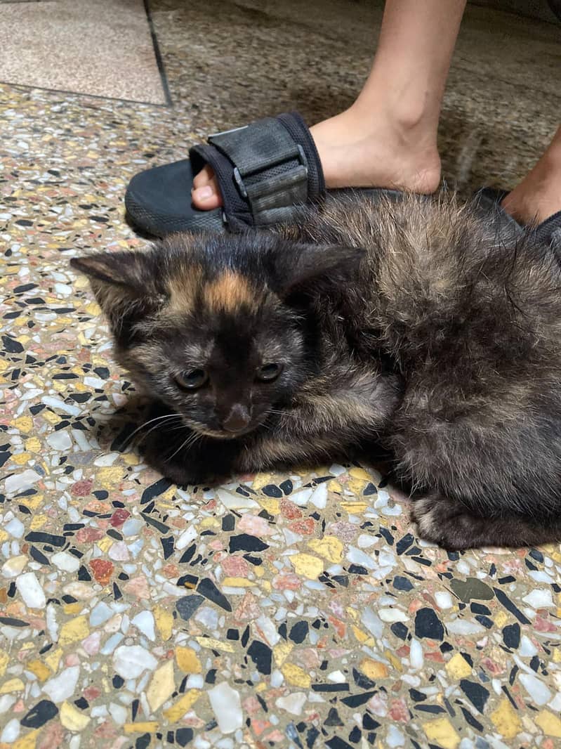 Persian cat 0