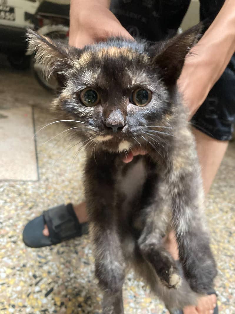 Persian cat 1