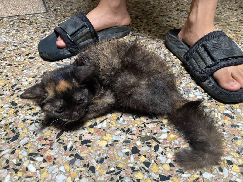 Persian cat 2