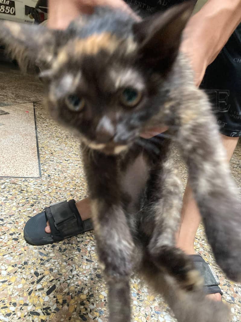 Persian cat 3