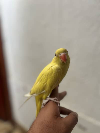 Yellow/Green Ringneck available