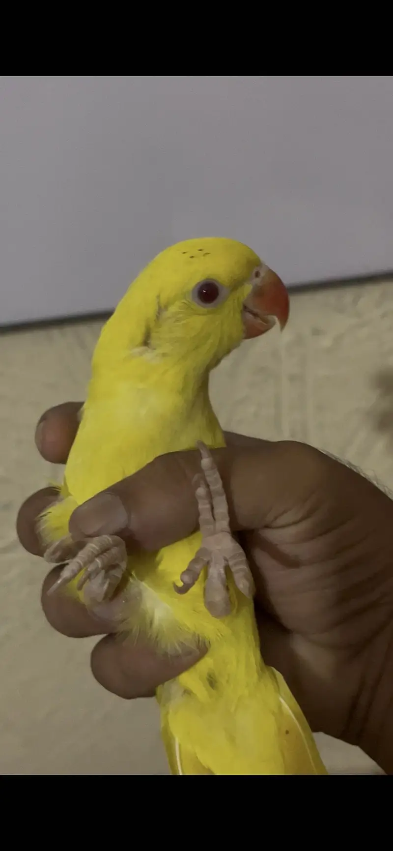 Yellow/Green Ringneck available — photo 2