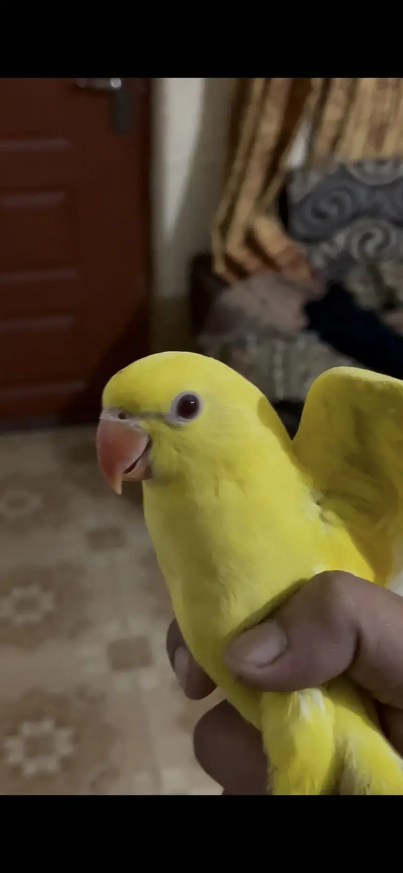 Yellow/Green Ringneck available — photo 3