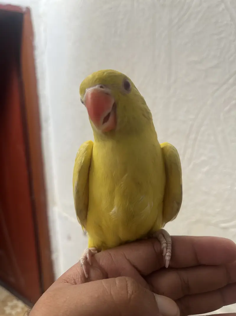 Yellow/Green Ringneck available — photo 4