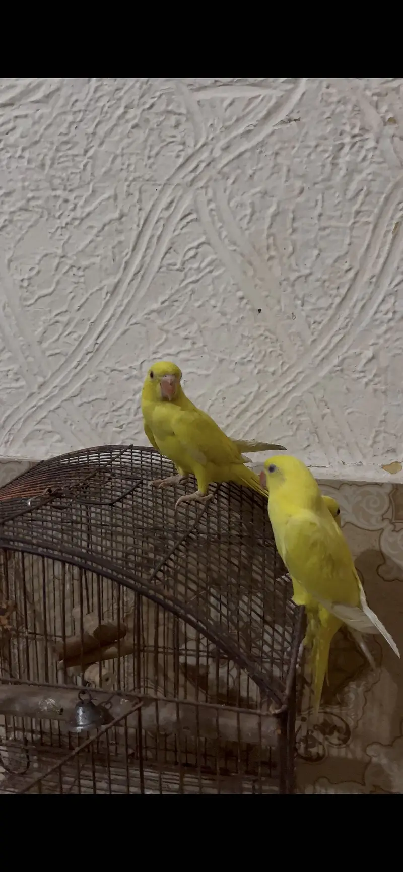 Yellow/Green Ringneck available — photo 5