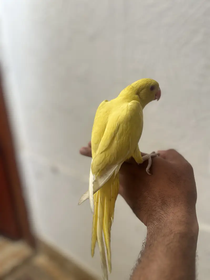 Yellow/Green Ringneck available — photo 6