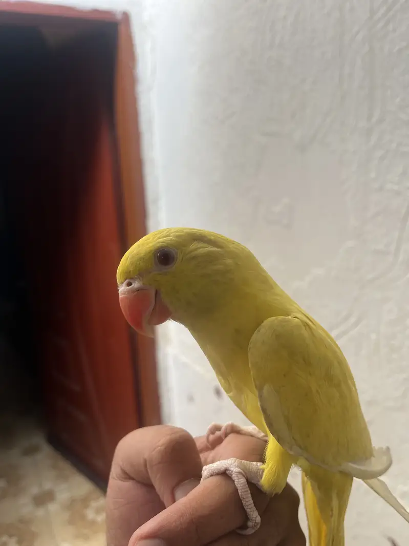 Yellow/Green Ringneck available — photo 7
