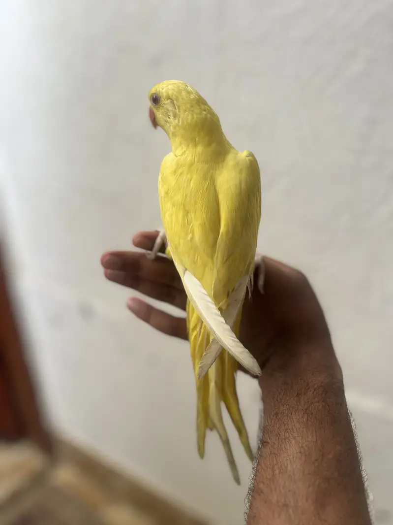 Yellow/Green Ringneck available — photo 8
