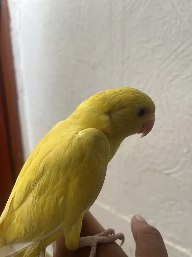 Yellow/Green Ringneck available — photo 9