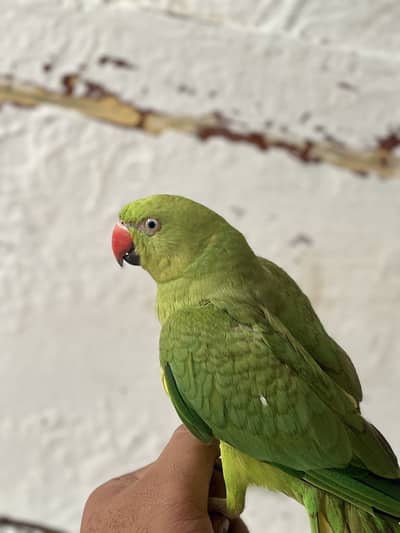 Green Ringneck available