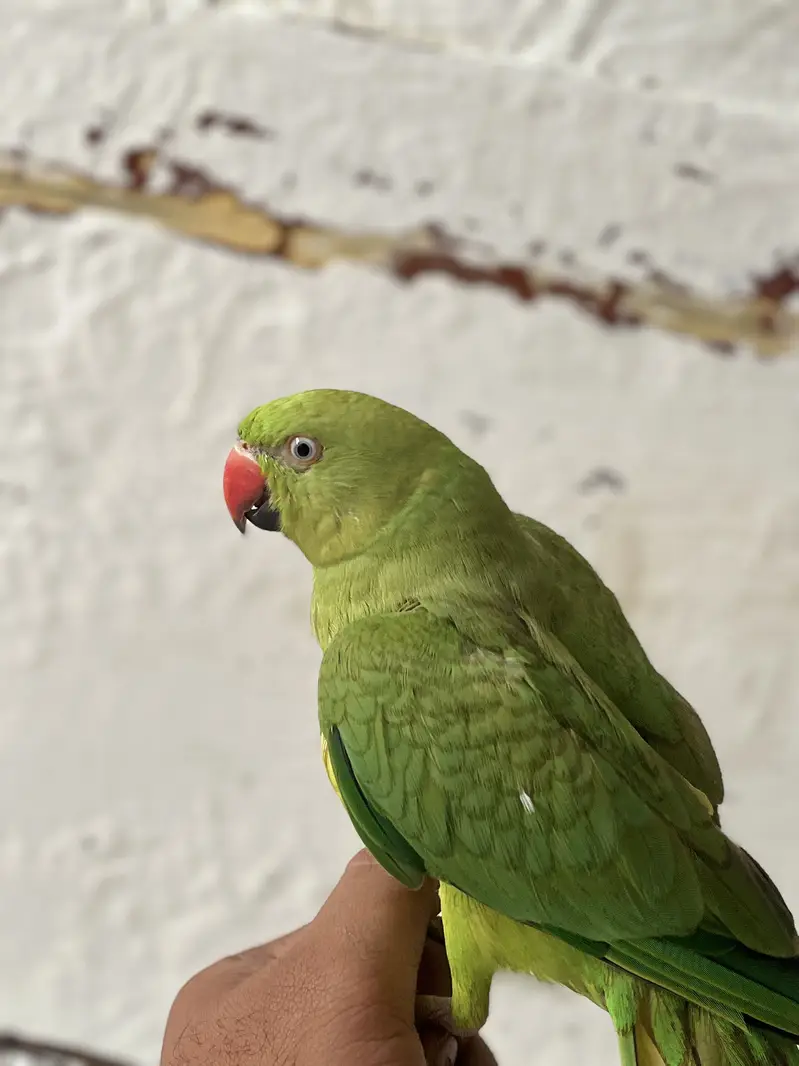 Yellow/Green Ringneck available — photo 10
