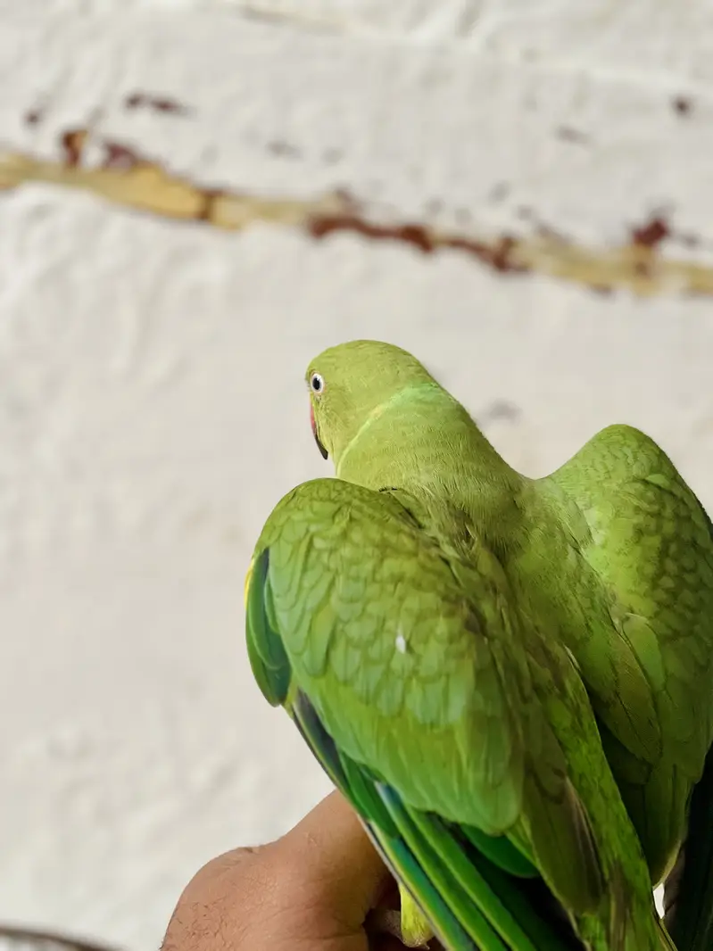Yellow/Green Ringneck available — photo 11