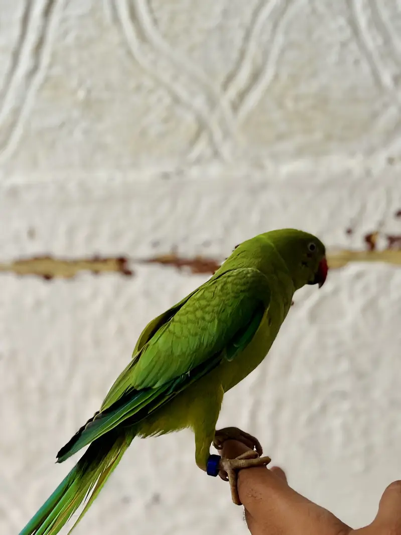 Yellow/Green Ringneck available — photo 12