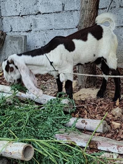 barbani nasal k bakry jori qurbani 2027 (0 3 3 5 2 7 5 1 5 1 2)