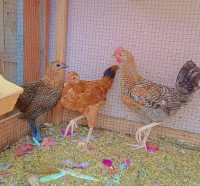 Desi Hens