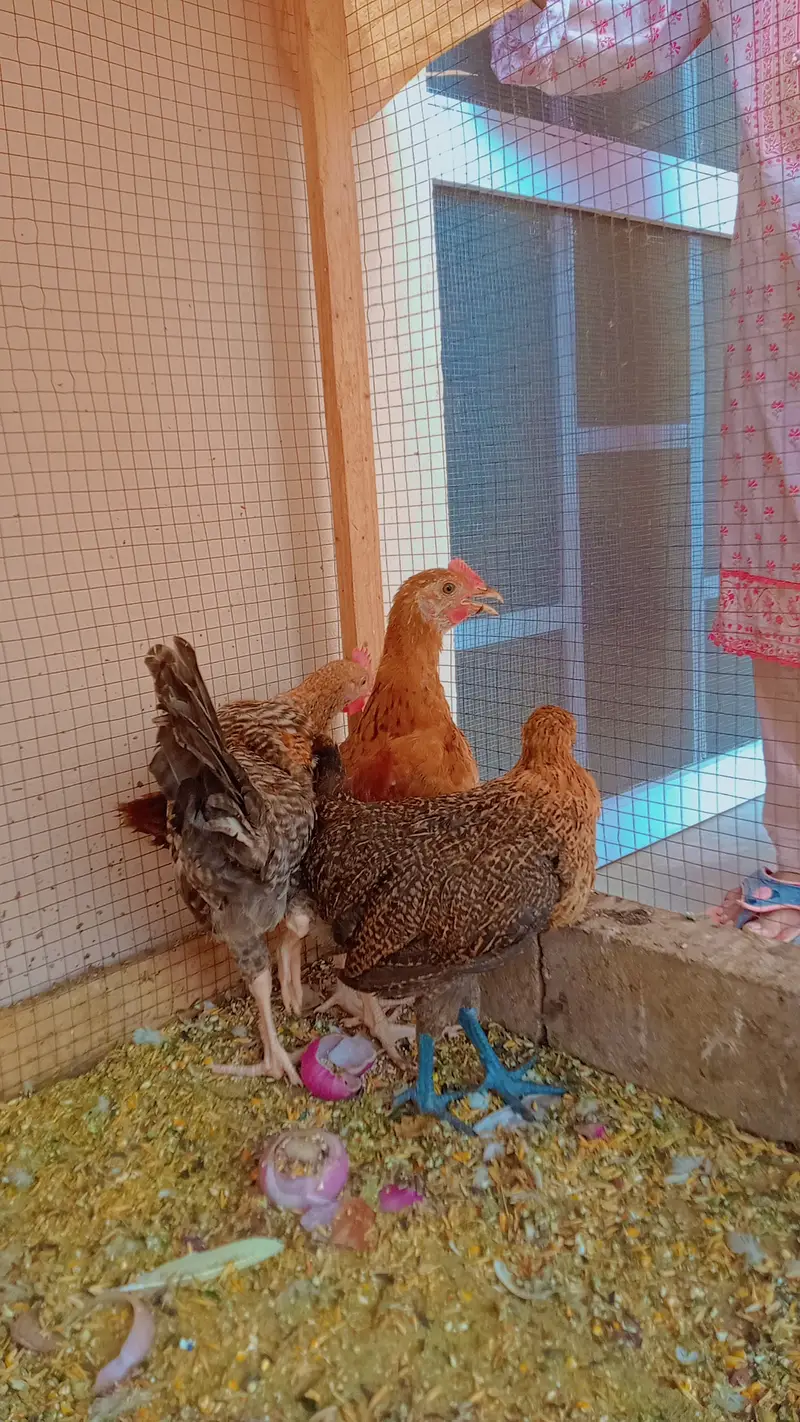 Desi Hens — photo 2