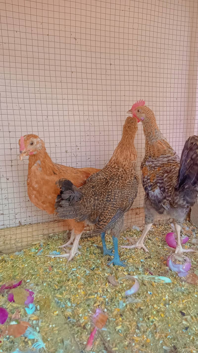 Desi Hens 2