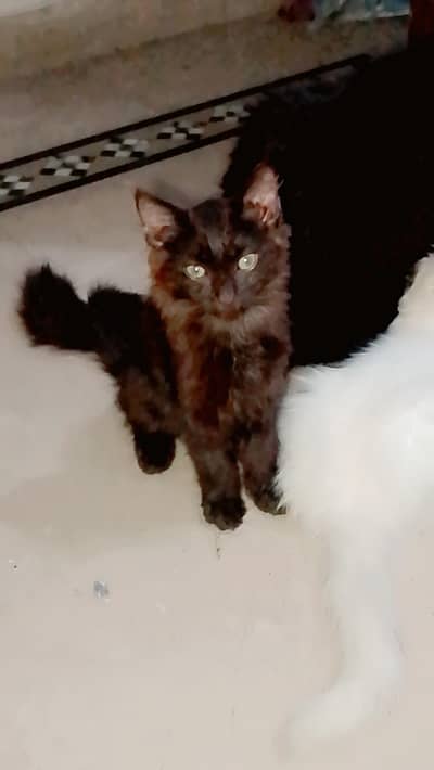 cats for sale