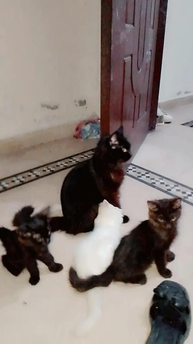 cats for sale — photo 2