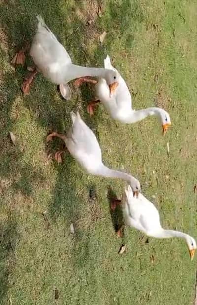 pure white long neck American USA duck is laying eggs.