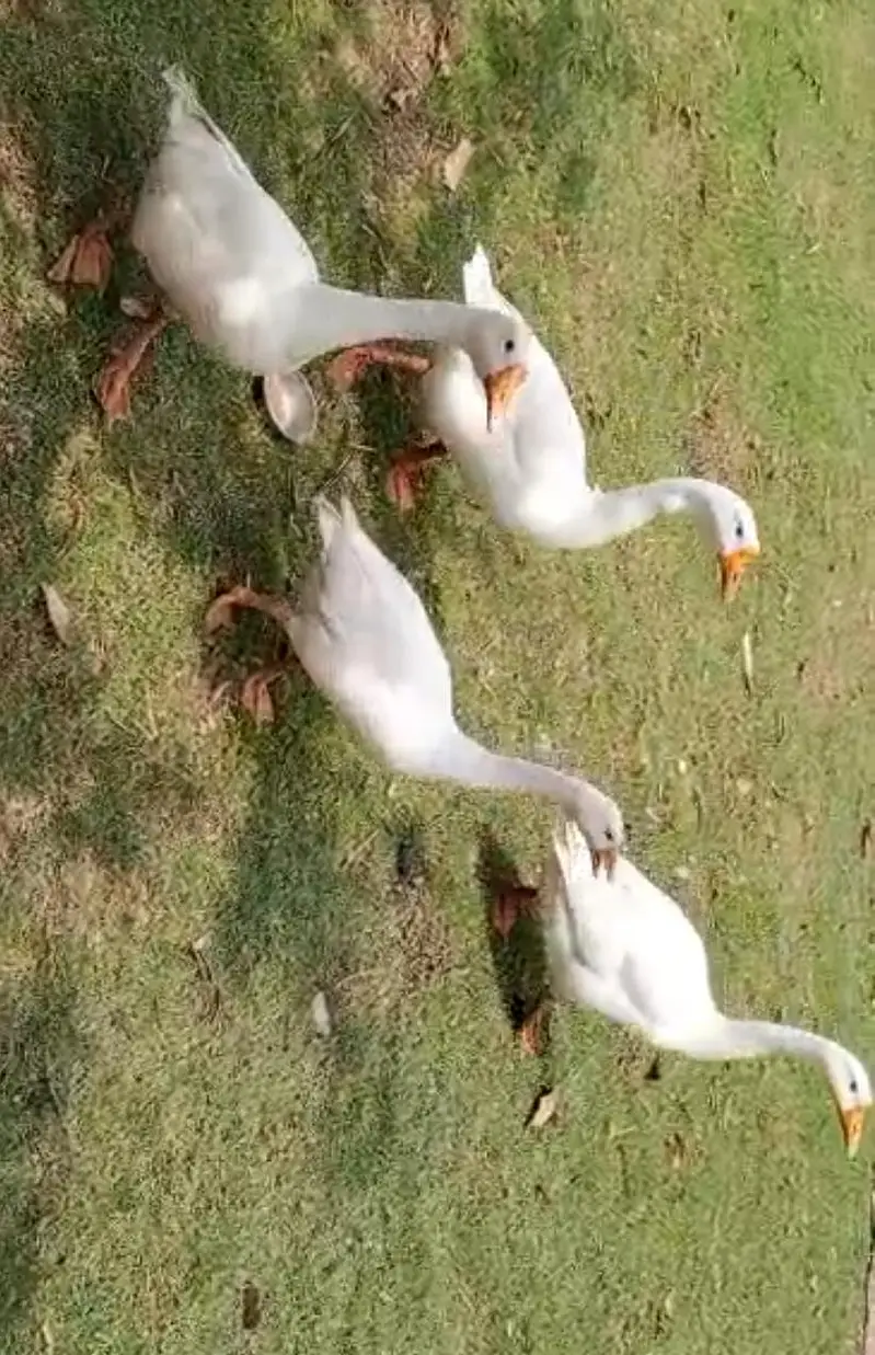 pure white long neck American USA duck is laying eggs.