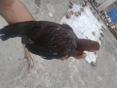 4 aseel hens for sale