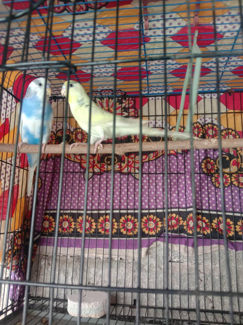 hello 0