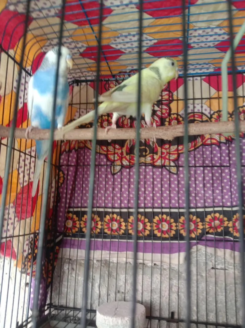 hello — photo 3