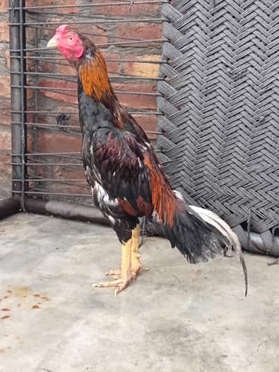 aseel murga for sale