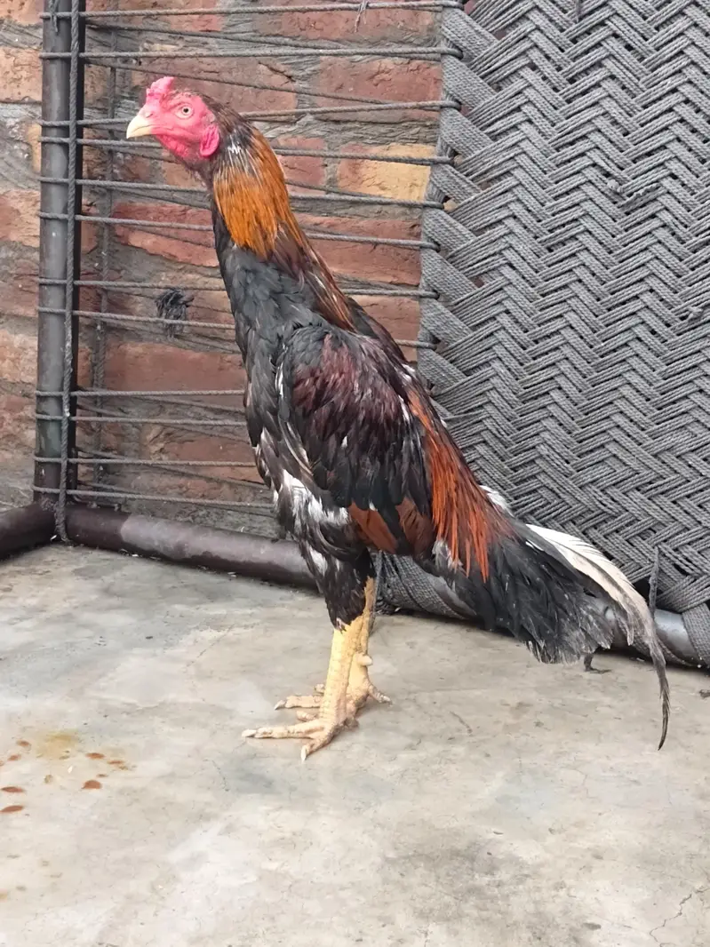 aseel murga for sale — photo 2