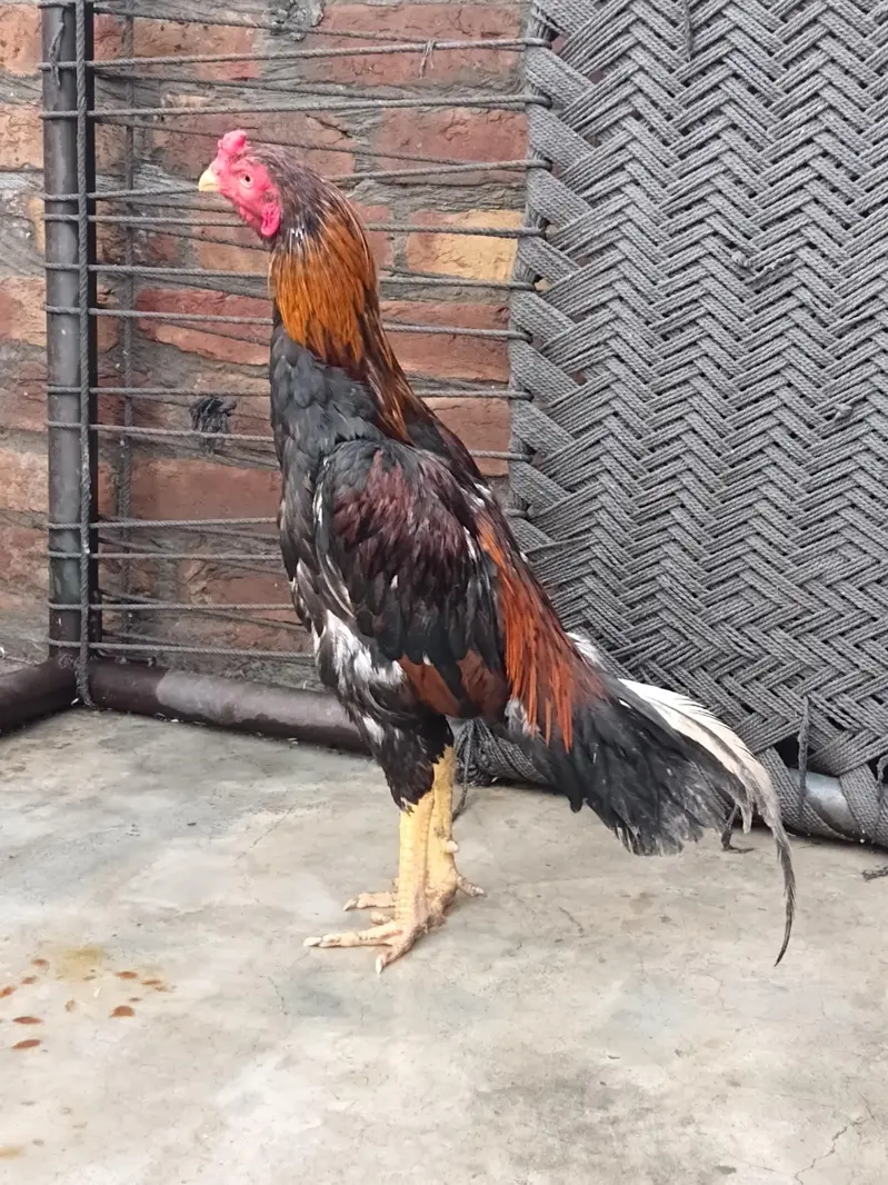aseel murga for sale — photo 3