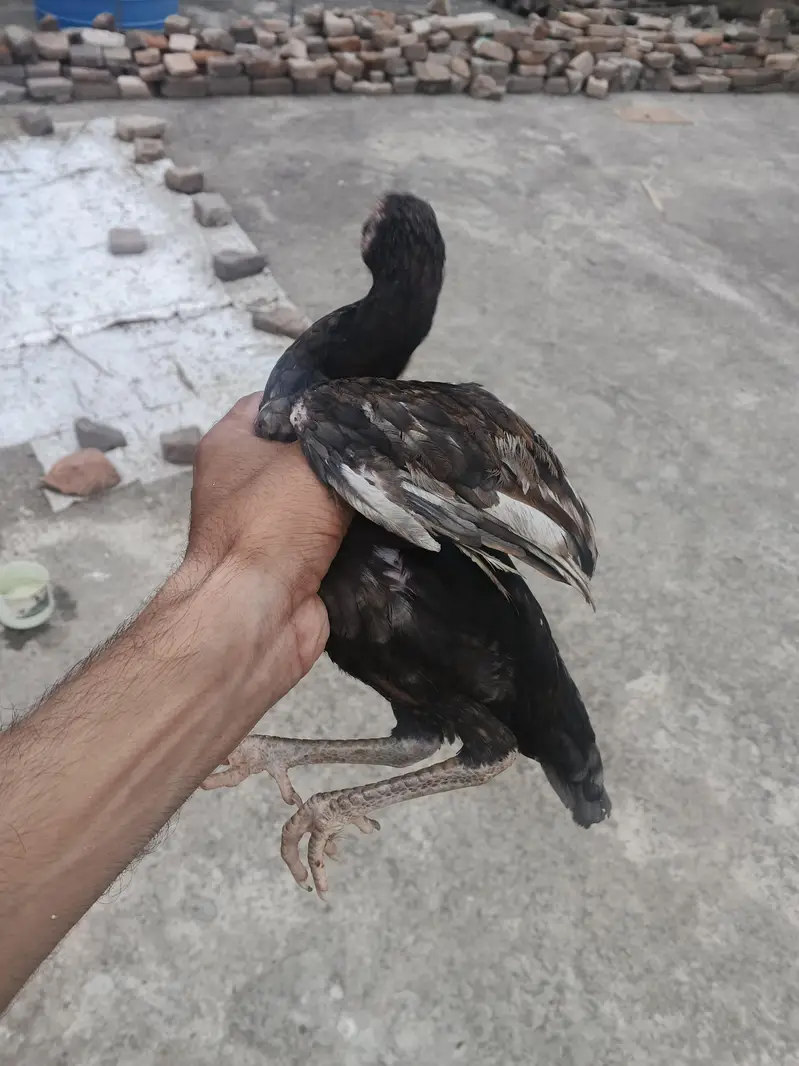 4 aseel hens for sale — photo 2