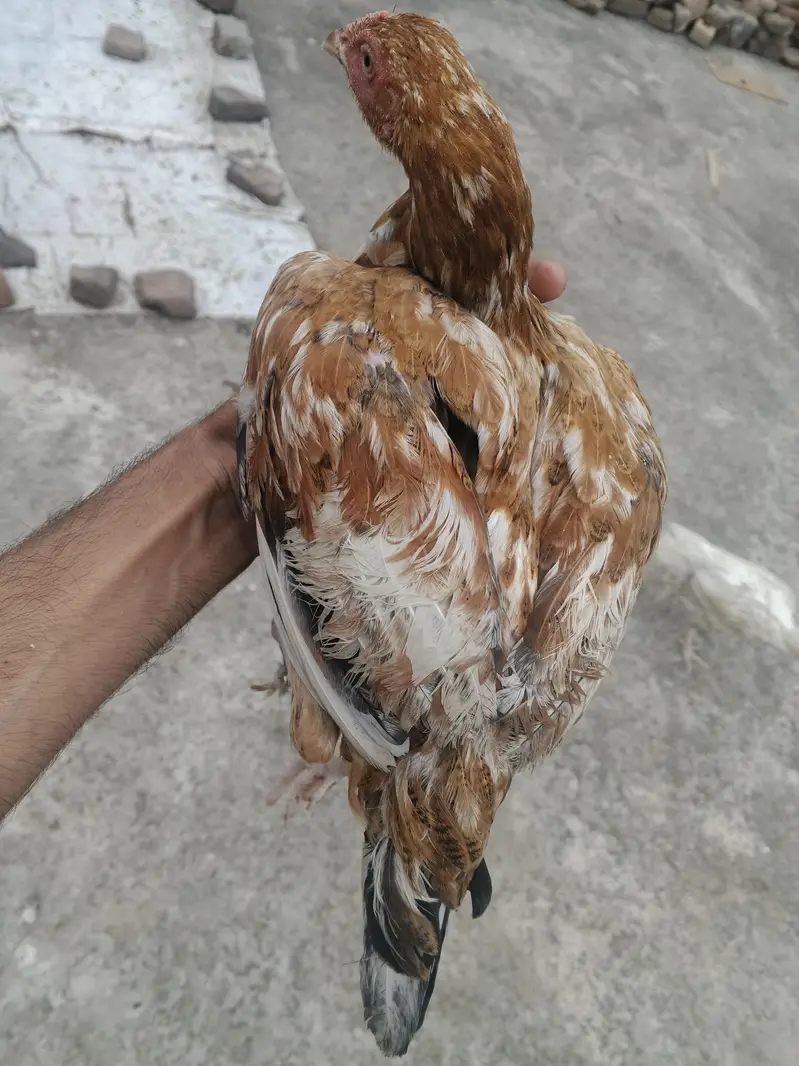 4 aseel hens for sale — photo 3