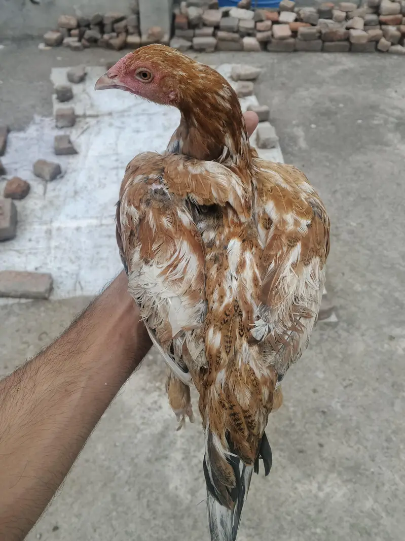 4 aseel hens for sale — photo 4