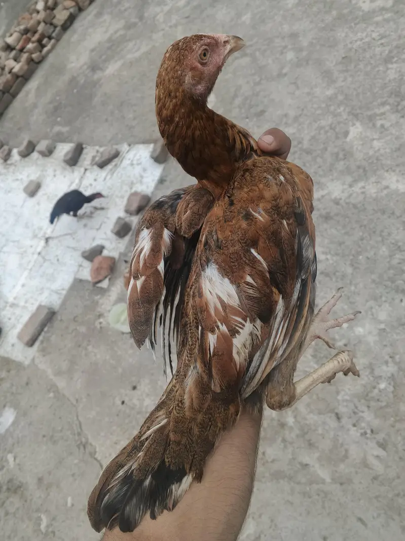 4 aseel hens for sale — photo 5
