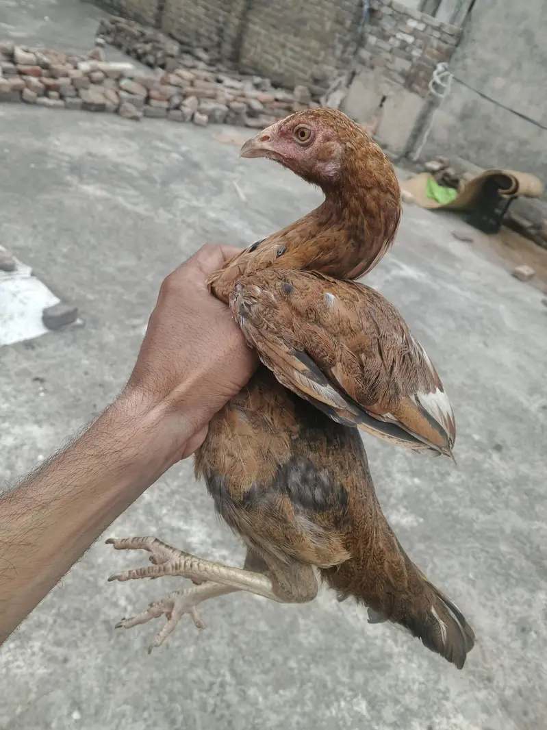 4 aseel hens for sale — photo 6