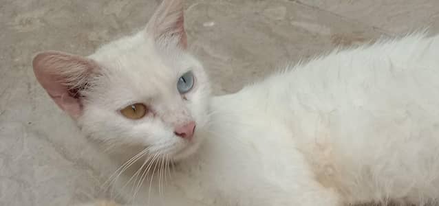 Healthy, Active & Loving Home-Raised Cat - 