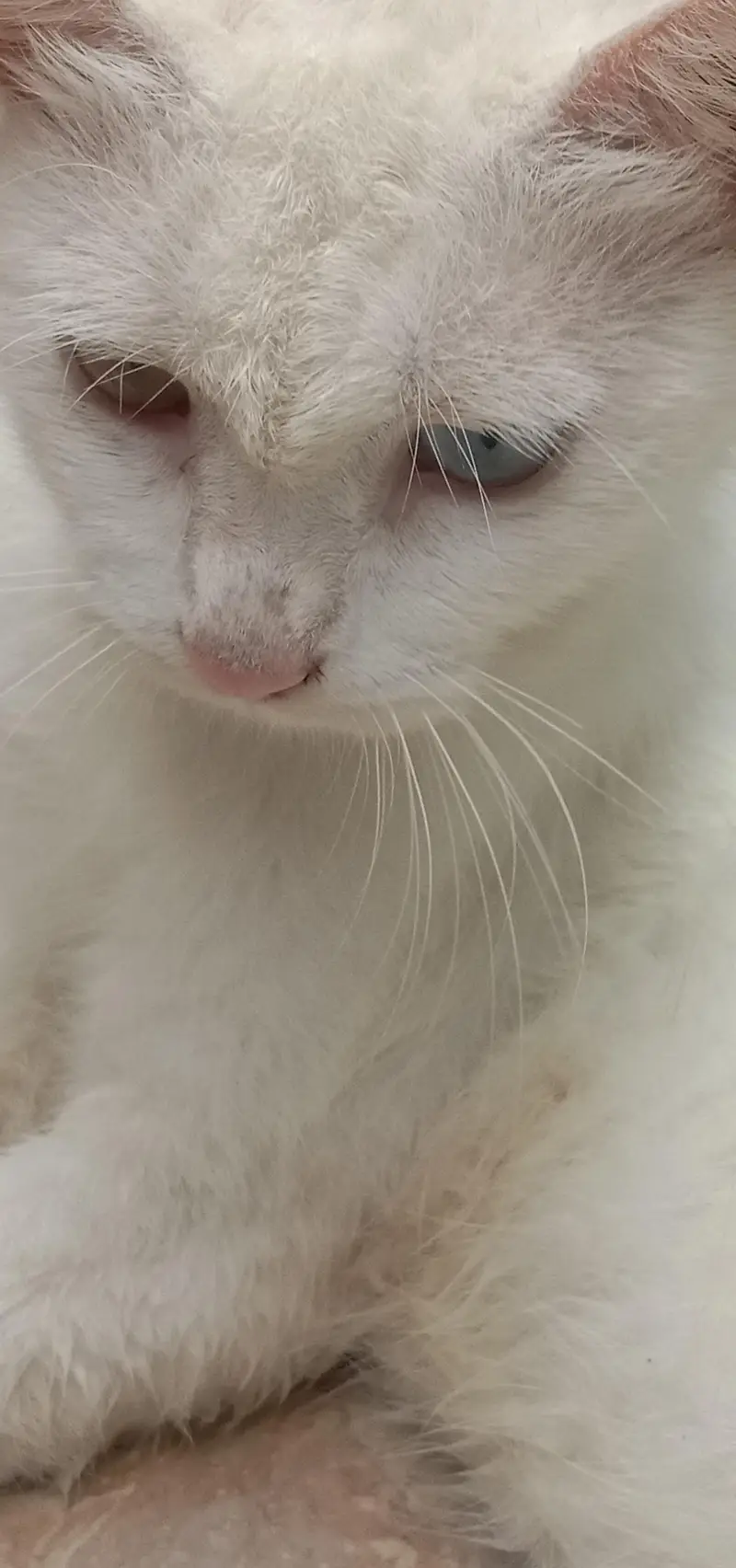 Healthy, Active & Loving Home-Raised Cat -  — photo 2
