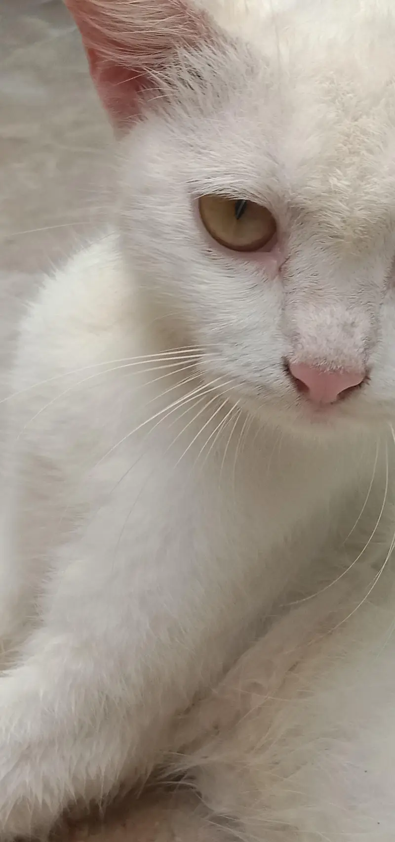 Healthy, Active & Loving Home-Raised Cat -  — photo 3