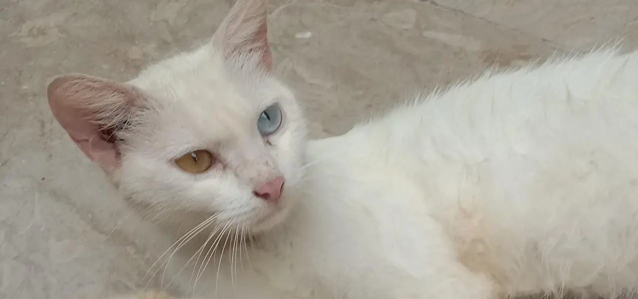 Healthy, Active & Loving Home-Raised Cat -  — photo 4