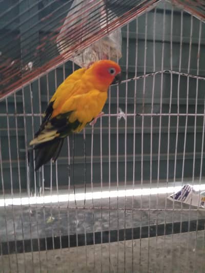 sunconure look vise female breeder non dna03174373497