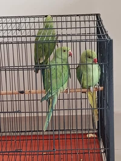Green Ringneck Parrots | 4 Months | 1 Male & 2 Females