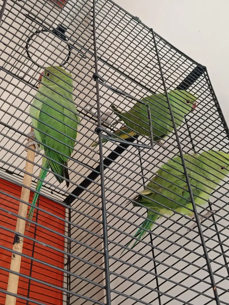 Green Ringneck Parrots | 4 Months | 1 Male & 2 Females — photo 2