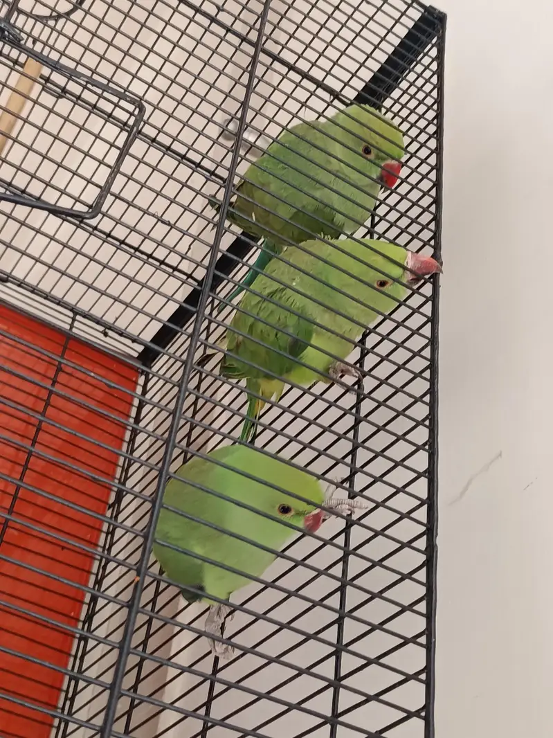 Green Ringneck Parrots | 4 Months | 1 Male & 2 Females — photo 3