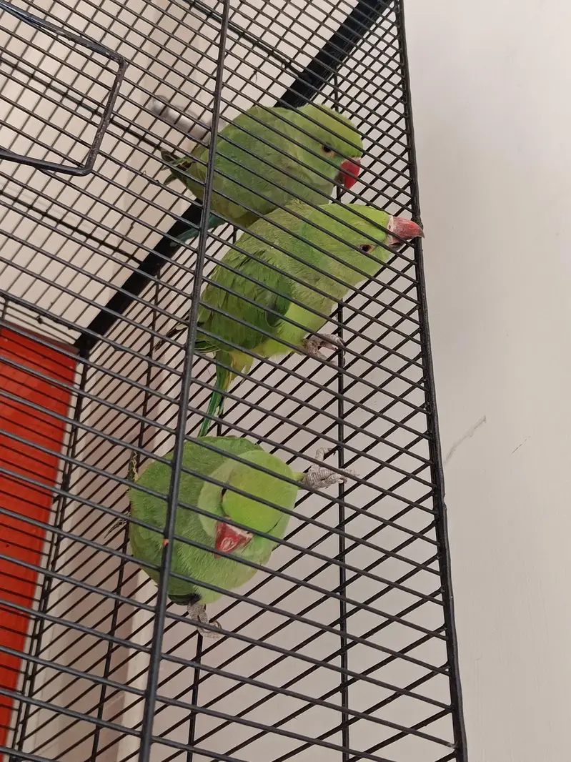 Green Ringneck Parrots | 4 Months | 1 Male & 2 Females — photo 4