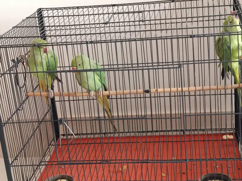 Green Ringneck Parrots | 4 Months | 1 Male & 2 Females — photo 5
